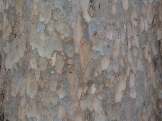 dry tree bark texture background