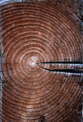 old cracked log with annual rings as background