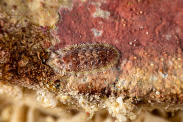The most beautiful underwater snails of the Indian and Pacific Ocean
