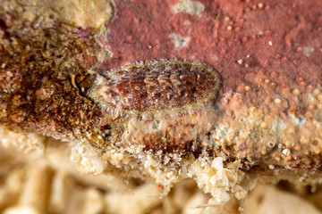 The most beautiful underwater snails of the Indian and Pacific Ocean