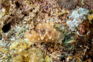 The most beautiful underwater snails of the Indian and Pacific Ocean