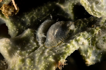 The most beautiful underwater snails of the Indian and Pacific Ocean