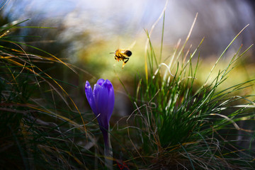 bee on flower