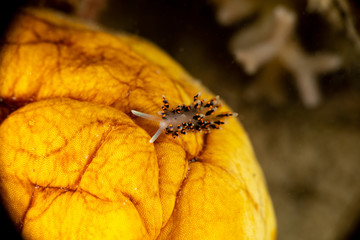 The most beautiful underwater snails of the Indian and Pacific Ocean