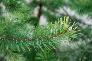 Green pine branch in spring