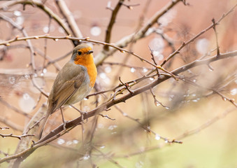 Robin on a branch