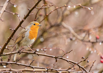 Robin on a Rainy Day