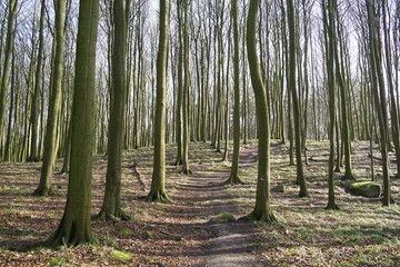 Beechwood forest in national park Jasmund 