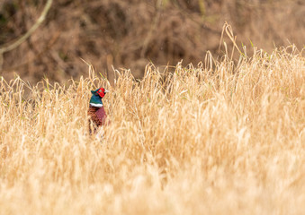 Pheasant in Long Grass