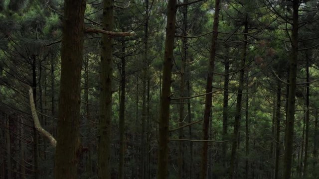 森の木々