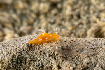 The most beautiful underwater snails of the Indian and Pacific Ocean