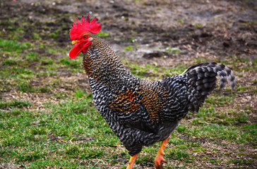 rooster on farm