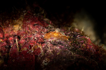 The most beautiful underwater snails of the Indian and Pacific Ocean