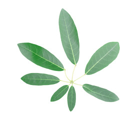 Twig with green leaves isolated on white background.