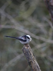 long tailed tit (Aegithalos caudatus)