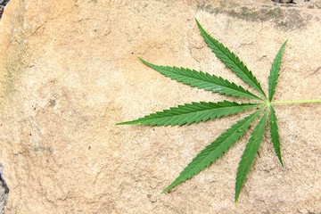 marijuana - green hemp leaf. concept of medicinal herbs. Cannabis leaf natural narcotic sedative...
