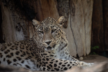 Naklejka premium Young leopard female resting