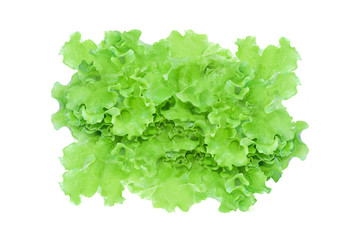 Green lettuce salad isolated on white background. with clipping path.