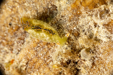 The most beautiful underwater snails of the Indian and Pacific Ocean