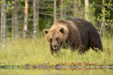 Fototapeta na wymiar brown bear serious look at summer evening