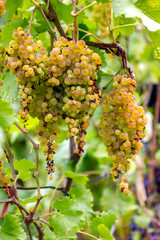 bunch of ripe small white seedless grapes on a vine in a garden close-up