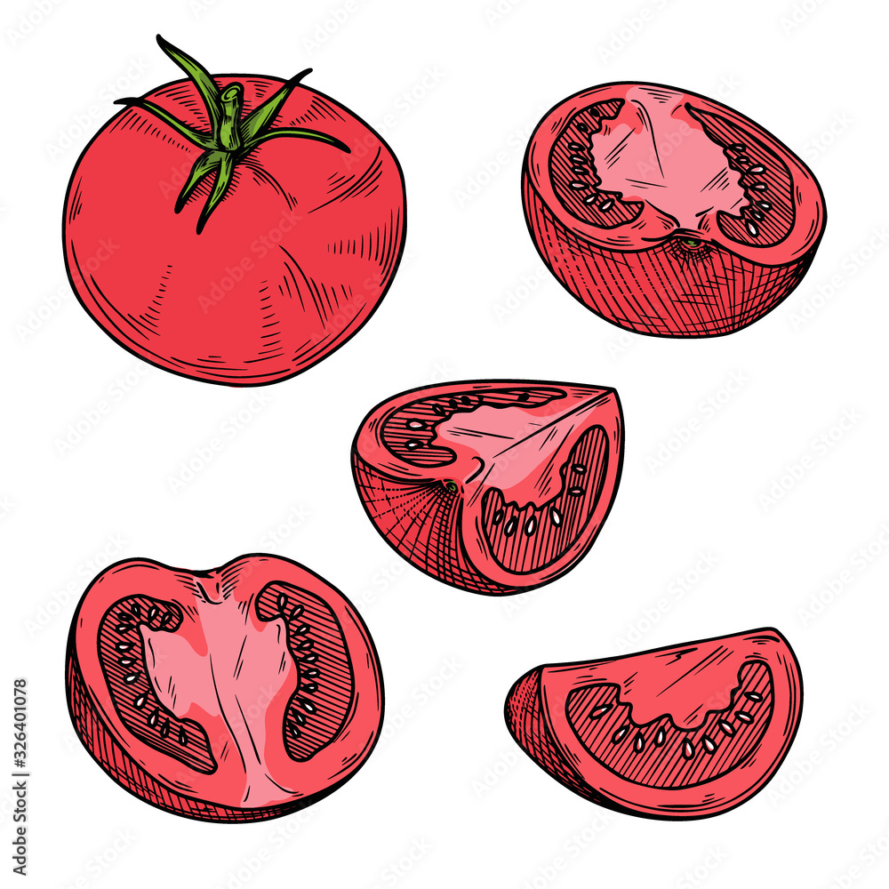 Poster set of different tomatoes isolated on a white background. color sketch. vector