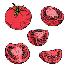 Set of different tomatoes isolated on a white background. Color sketch. Vector