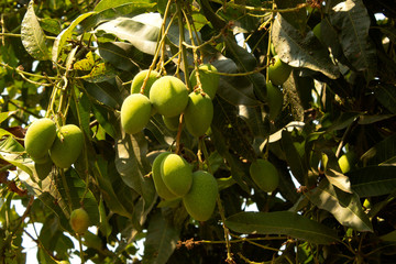 green mango on the tree, Mangifera indica