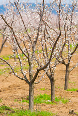 Almond trees