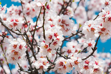 Almond flowers