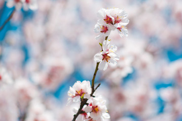 Almond flowers