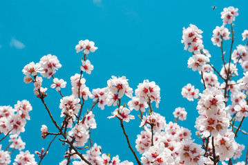 Almond flowers