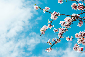 Almond flowers