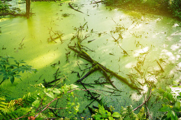 Swamp green duckweed. Magical summer swamp deep in the forest. - obrazy, fototapety, plakaty