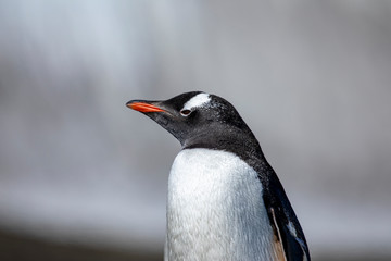 Penguin head