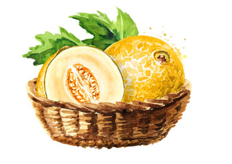 Basket with melon with leaves. Watercolor hand drawn illustration, isolated on white background