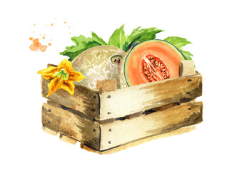 Box with cantaloupe melon with leaves. Watercolor hand drawn illustration, isolated on white background