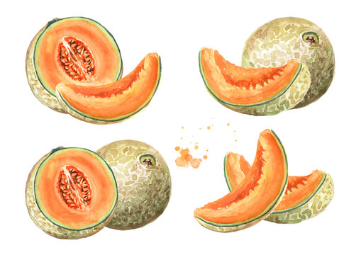 Whole and sliced cantaloupe melon set. Watercolor hand drawn illustration, isolated on white background