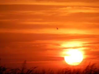 atardecer sol amarillo paisaje ensueño verano desierto playa nubes