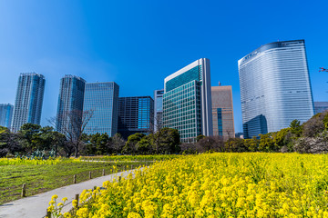 東京の高層ビルと菜の花畑 ~ Tokyo skyscrapers and canola flower ~