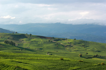 Obraz premium rural landscape green cultivated fields