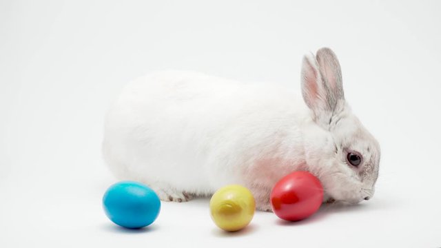 rabbit with Easter color eggs isolated on the white background