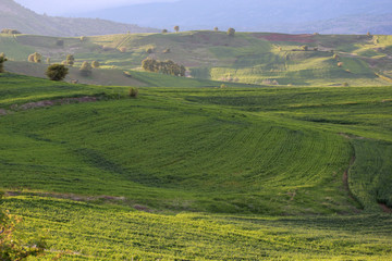 Obraz premium rural landscape green cultivated fields