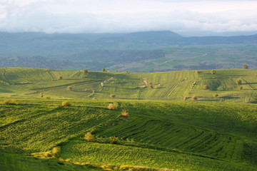 Obraz premium rural landscape green cultivated fields