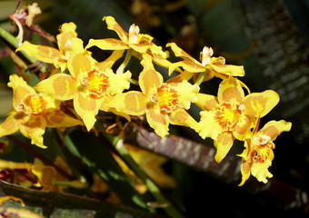 Beautiful yellow and orange color of Dendrobium orchid flowers