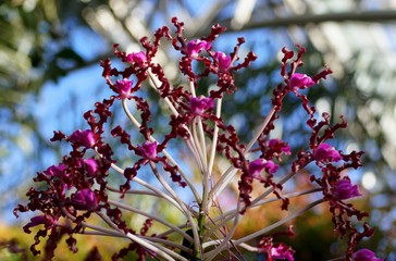 Beautiful clusters of purple Laelia Undulata tall orchid flowers