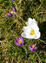 White and purple crocus blooming in early Spring