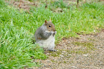 Feeding squirrel in Valentines Park, Ilford, London, UK