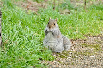 Feeding squirrel in Valentines Park, Ilford, London, UK