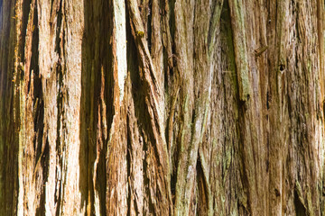Obraz premium Kora drzewa Sequoia / bliska, tło